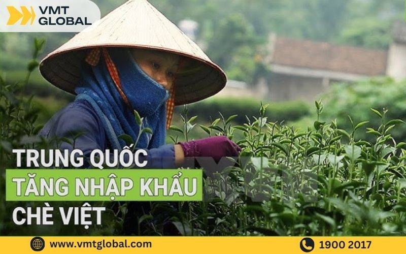 Nhu cầu vận chuyển chè đi Trung Quốc ngày càng tăng